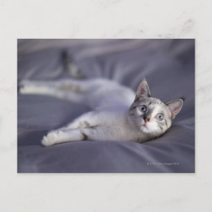 Postal EE. UU., Iowa, Retrato de un gatito joven 2