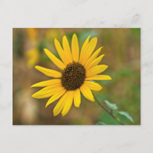 Postal EE.UU., Kansas. Girasol salvaje