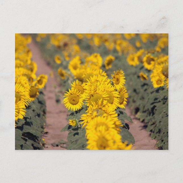 Postal EE.UU., Kansas. Sunflowers (Helianthus Annuus) (Anverso)