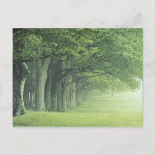Postal EE.UU., Kentucky. Fila de árboles en primavera