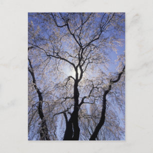 Postal EE. UU., Kentucky, Lexington. Árbol con iluminació