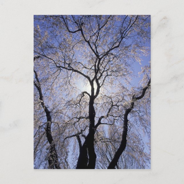 Postal EE. UU., Kentucky, Lexington. Árbol con iluminació (Anverso)