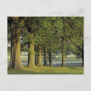 Postal EE.UU., Kentucky, Lexington. Fila de árboles y