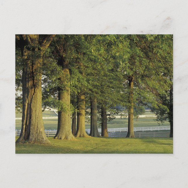 Postal EE.UU., Kentucky, Lexington. Fila de árboles y (Anverso)