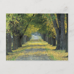 Postal EE.UU., Kentucky, Louisville. Camino arbolado en