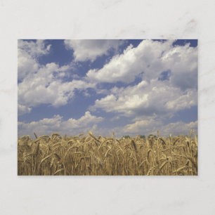 Postal EE. UU., Kentucky, Louisville. Cultivo de trigo y