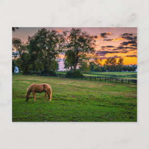 Postal EE. UU., Lexington, Kentucky. Caballo solitario al