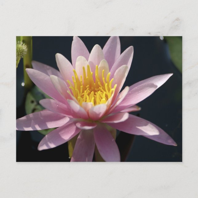 Postal EE.UU., Massachusetts, Great Barrington, lily pad (Anverso)