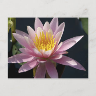 Postal EE.UU., Massachusetts, Great Barrington, lily pad