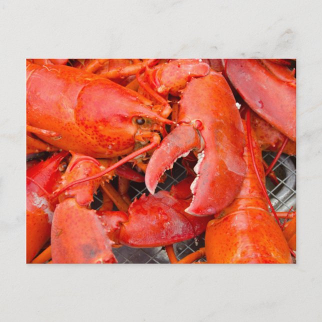 Postal EE. UU., Massachusetts, Martha's Vineyard (Anverso)