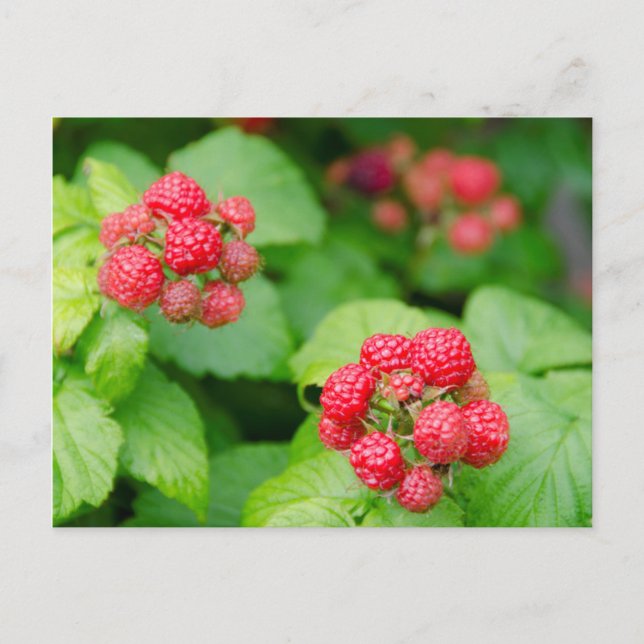 Postal EE. UU., Massachusetts, Nantucket. Frambuesas madu (Anverso)