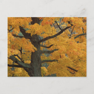 Postal EE. UU., Michigan, Primer plano del árbol de arce 