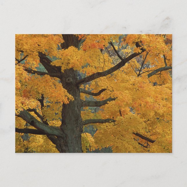 Postal EE. UU., Michigan, Primer plano del árbol de arce  (Anverso)