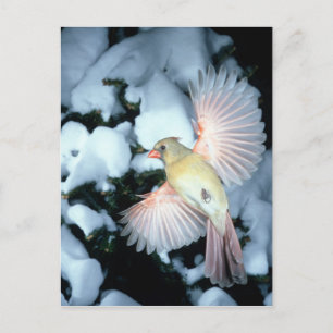 Postal EE. UU., Minnesota, Mendota Heights, Cardenal hemb