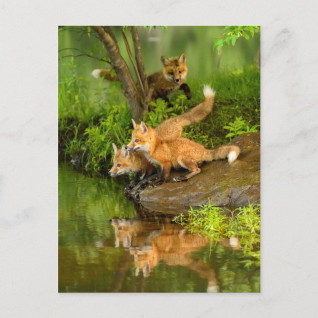 Postal EE. UU., Minnesota, Sandstone, fauna de Minnesota (Anverso)