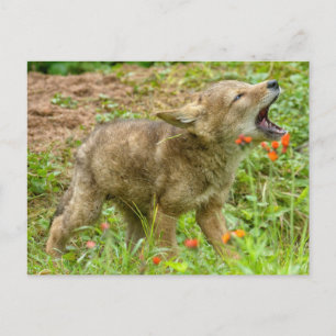 Postal EE. UU., Minnesota, Sandstone, fauna de Minnesota