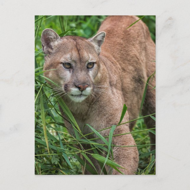 Postal EE. UU., Minnesota, Sandstone, Fauna de Minnesota (Anverso)