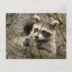Postal EE. UU., Minnesota, Sandstone, Minnesota Wildlife 