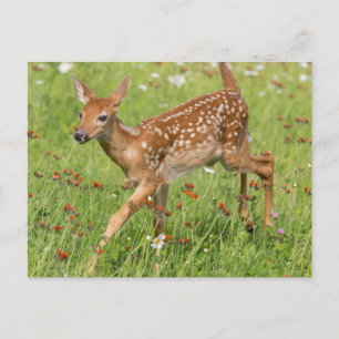 Postal EE. UU., Minnesota, Sandstone, Minnesota Wildlife