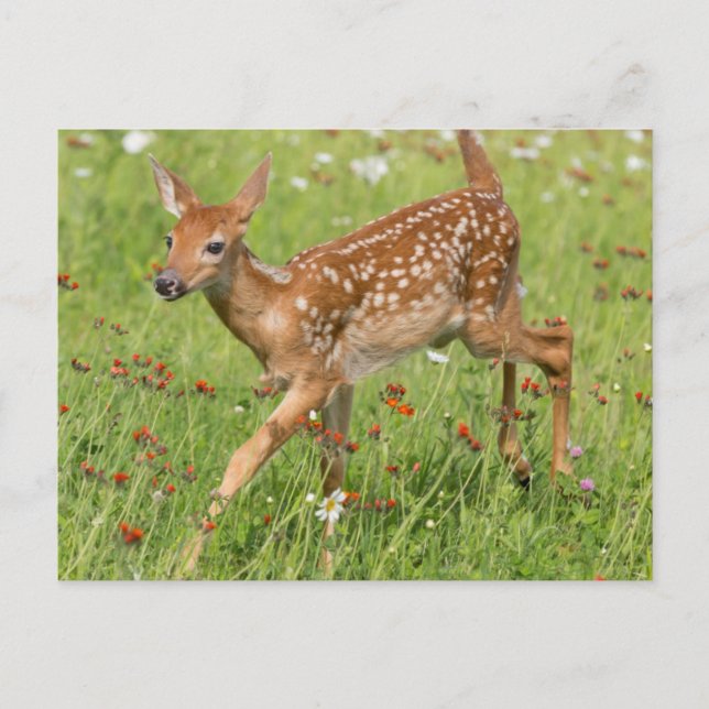 Postal EE. UU., Minnesota, Sandstone, Minnesota Wildlife  (Anverso)