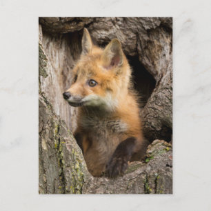 Postal EE. UU., Minnesota, Sandstone, Minnesota Wildlife 