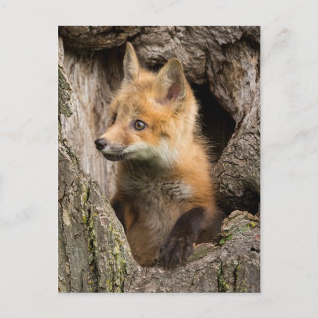 Postal EE. UU., Minnesota, Sandstone, Minnesota Wildlife  (Anverso)