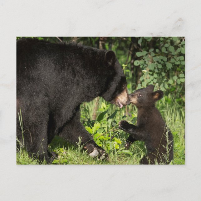 Postal EE. UU., Minnesota, Sandstone, Minnesota Wildlife  (Anverso)