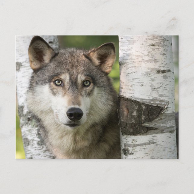 Postal EE. UU., Minnesota, Sandstone, Minnesota Wildlife  (Anverso)