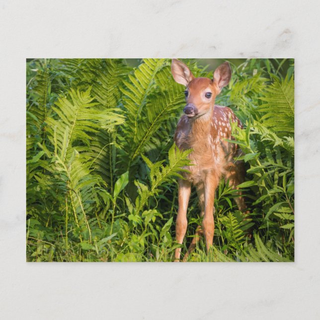 Postal EE.UU., Minnesota, Sandstone, Minnesota Wildlife 1 (Anverso)