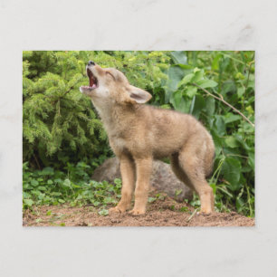 Postal EE.UU., Minnesota, Sandstone, Minnesota Wildlife 2