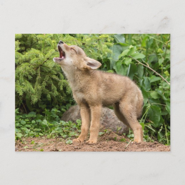 Postal EE.UU., Minnesota, Sandstone, Minnesota Wildlife 2 (Anverso)