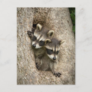 Postal EE.UU., Minnesota, Sandstone, Minnesota Wildlife 7