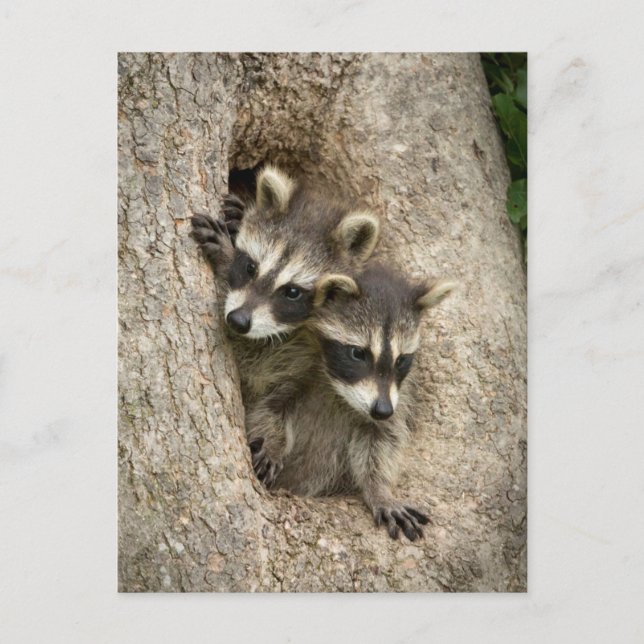 Postal EE.UU., Minnesota, Sandstone, Minnesota Wildlife 7 (Anverso)