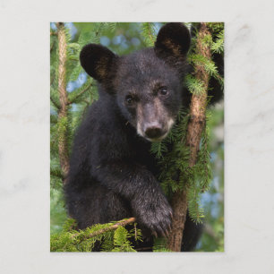 Postal EE.UU., Minnesota, Sandstone, Minnesota Wildlife 8