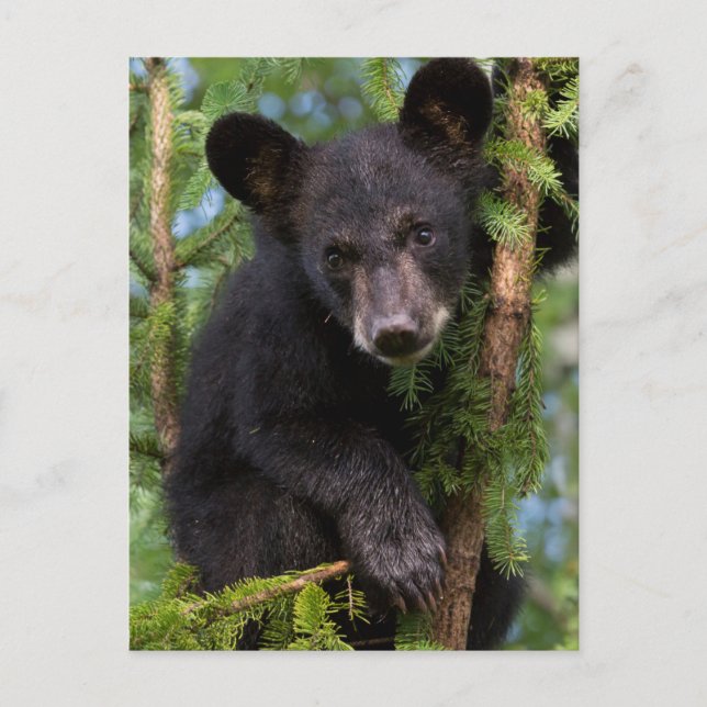 Postal EE.UU., Minnesota, Sandstone, Minnesota Wildlife 8 (Anverso)