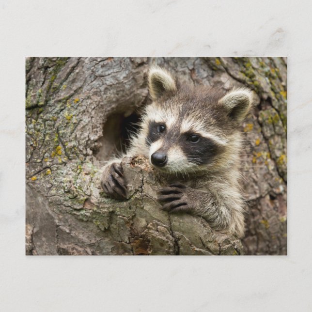 Postal EE.UU., Minnesota, Sandstone, vida silvestre de Mi (Anverso)