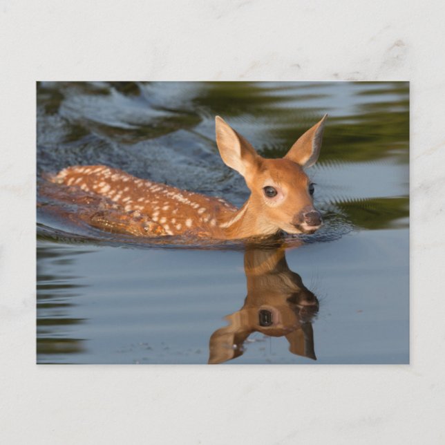 Postal EE.UU., Minnesota, Sandstone, Vida silvestre de Mi (Anverso)