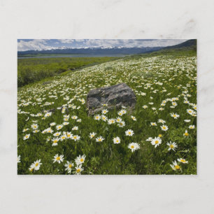 Postal EE. UU., Montana, Margarita silvestre floreciendo 