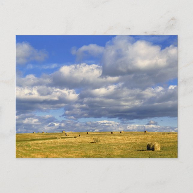 Postal EE.UU., Nebraska, Condado de Morrill. Heno dorado (Anverso)