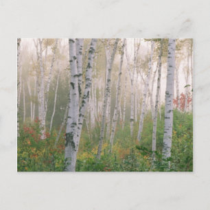 Postal EE. UU., New Hampshire. Abedules en niebla que se