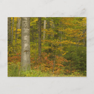 Postal EE.UU., New Hampshire, Livermore, Montaña Blanca