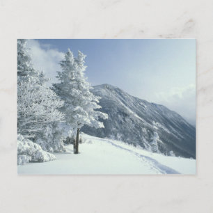 Postal EE.UU., NH, árboles cubiertos de nieve recorren el