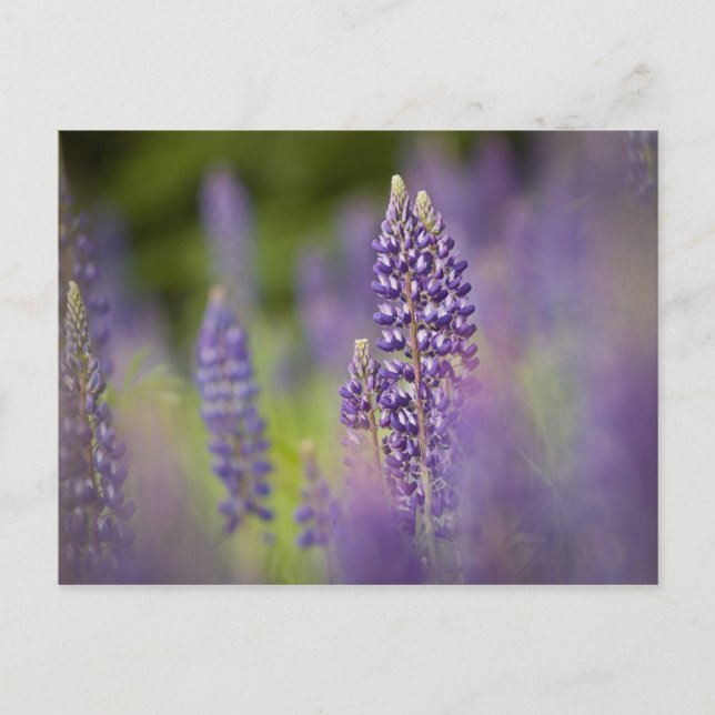 Postal EE.UU., Noreste de Minnesota, cerca de Silver Bay, (Anverso)