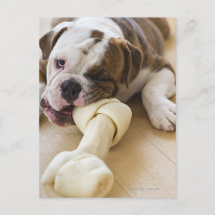 Postal EE.UU., Nueva Jersey, Jersey City, bulldog Cute ca