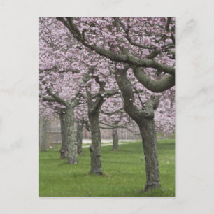 Postal EE. UU., Nueva York, East Hampton. Cerezos en
