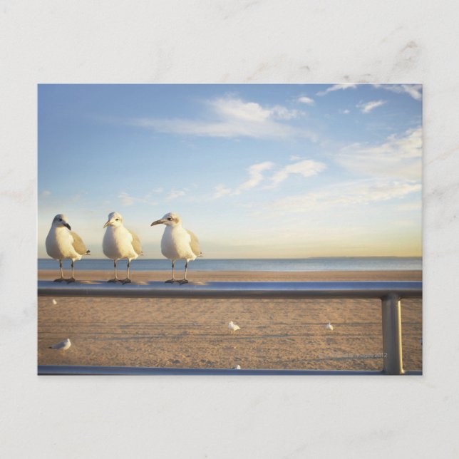 Postal EE.UU., Nueva York, Isla Coney, tres gaviotas (Anverso)