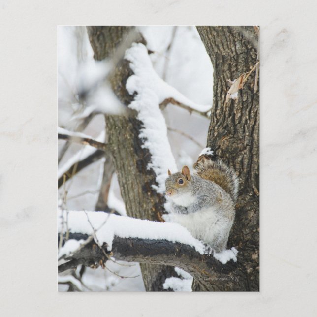 Postal EE.UU., Nueva York, Nueva York, sentada a la ardil (Anverso)