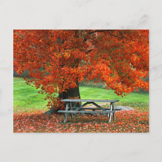 Postal EE. UU., Nueva York, West Park. Banco bajo arce (Anverso)