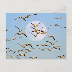 Postal EE. UU., Nuevo México, Bosque del Apache