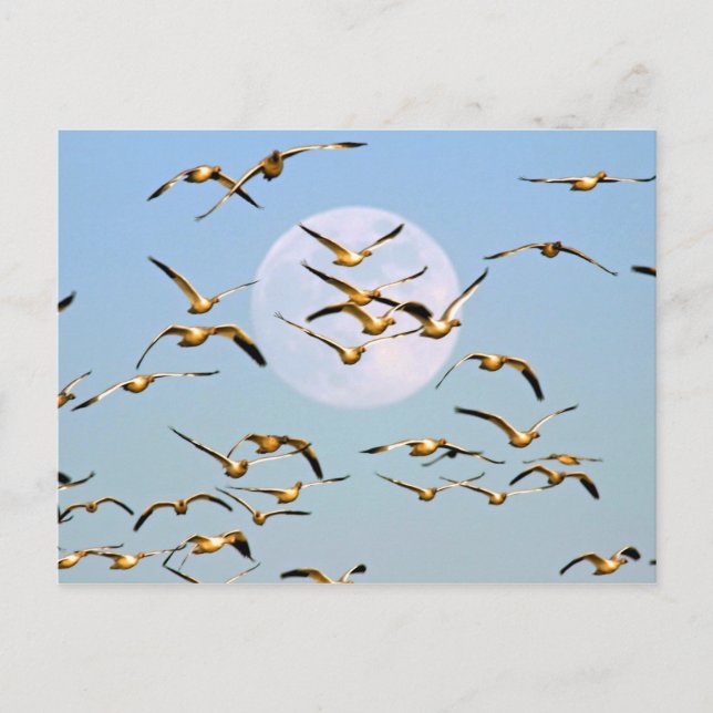 Postal EE.UU., Nuevo México, Bosque del Apache (Anverso)